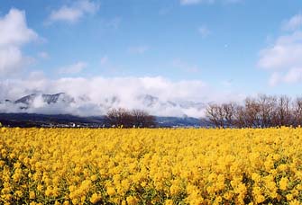 春の琵琶湖湖畔 菜の花の咲き乱れる 対岸は蓬莱山